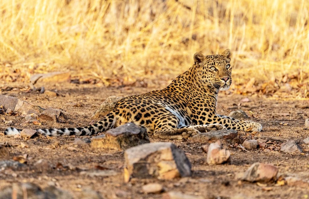 18-days-uganda-wildlife-safari