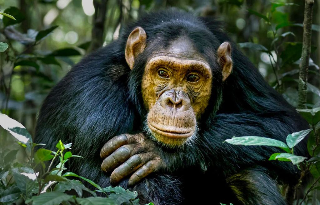2-days-kibale-chimpanzee-tour
