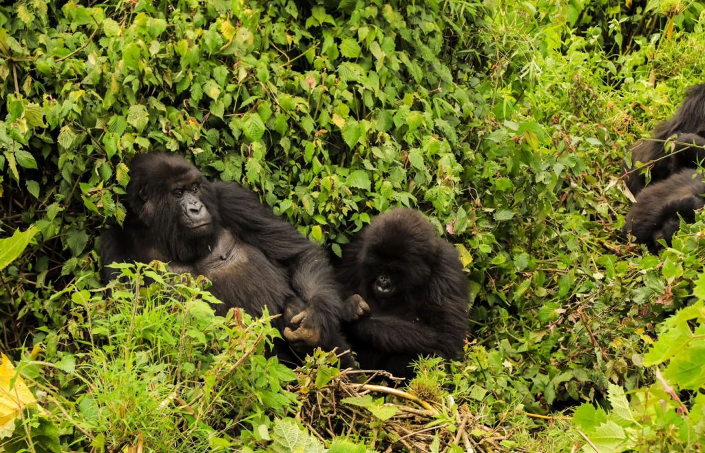 2-days-volcanoes-gorilla-trek
