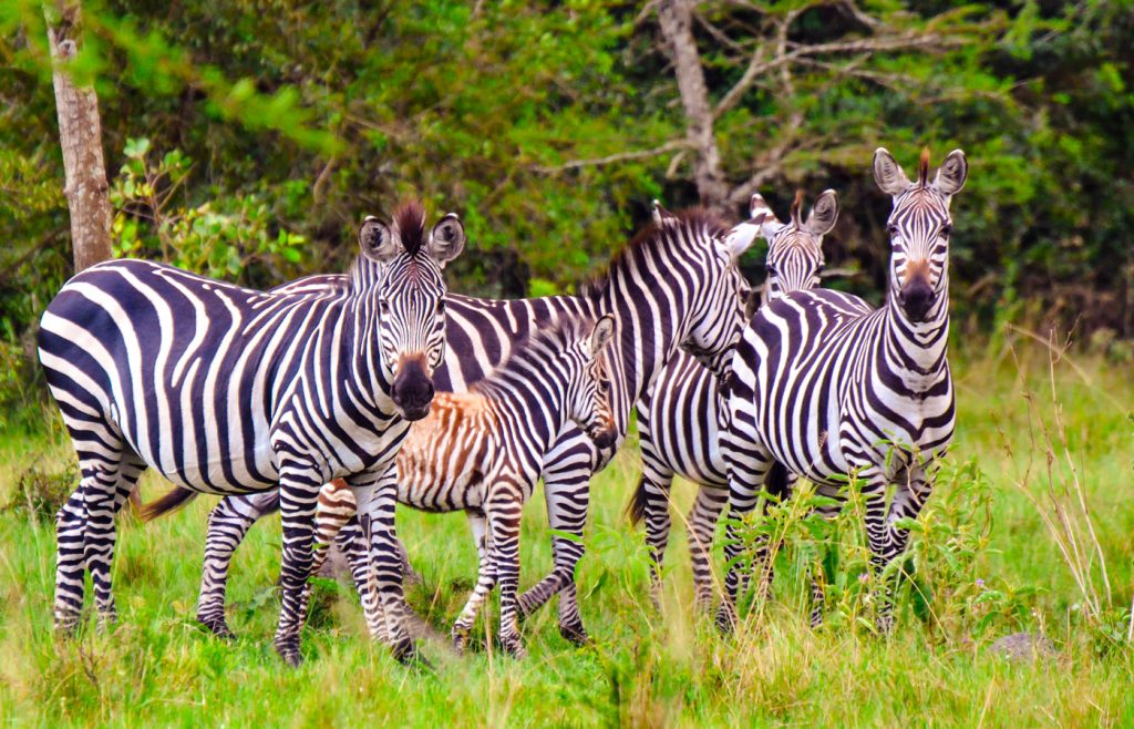 3-days-akagera-national-park-wildlife-tour