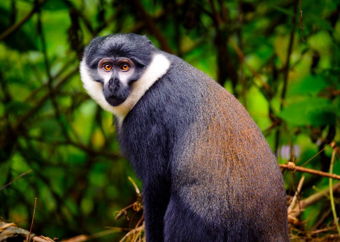 3-days-nyungwe-primate-tour