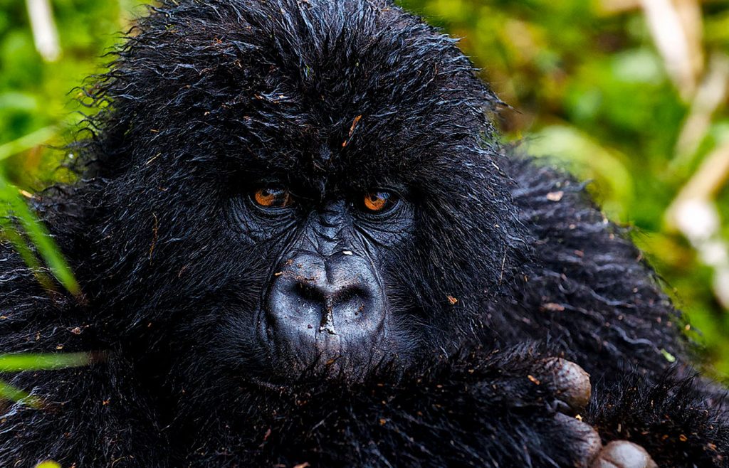 3-days-rwanda-gorilla-trekking-tour
