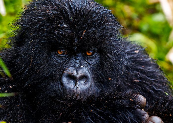3-days-rwanda-gorilla-trekking-tour
