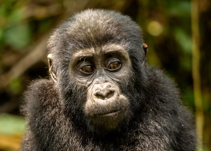 3-days-uganda-gorilla-trekking-safari