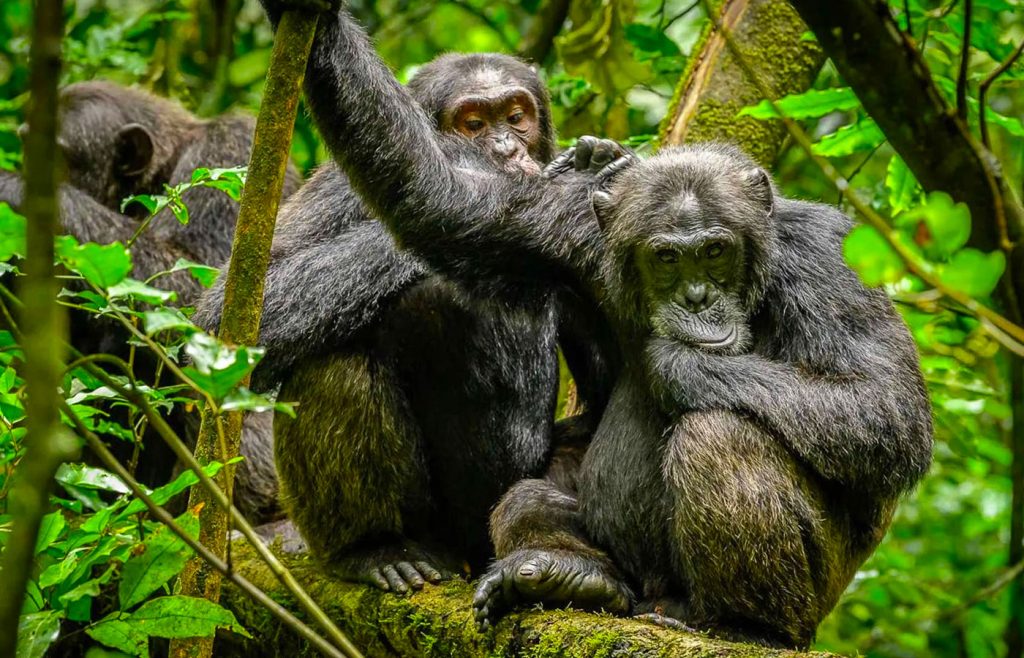 4-days-budongo-murchison-falls-safari
