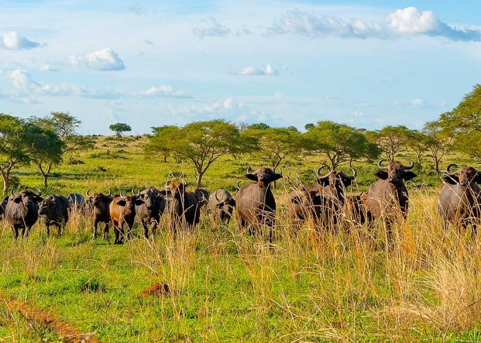 4-days-kidepo-flying-safari