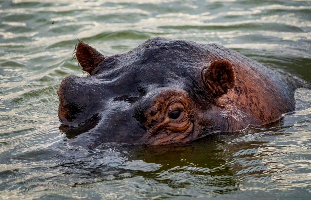 4-days-queen-elizabeth-wildlife-safari