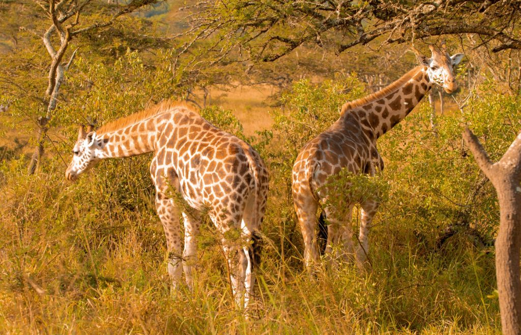 5-days-lake-mburo-gorilla-trek