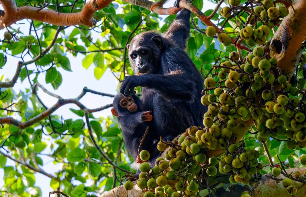 5-days-rwanda-gorilla-chimpanzee-tour