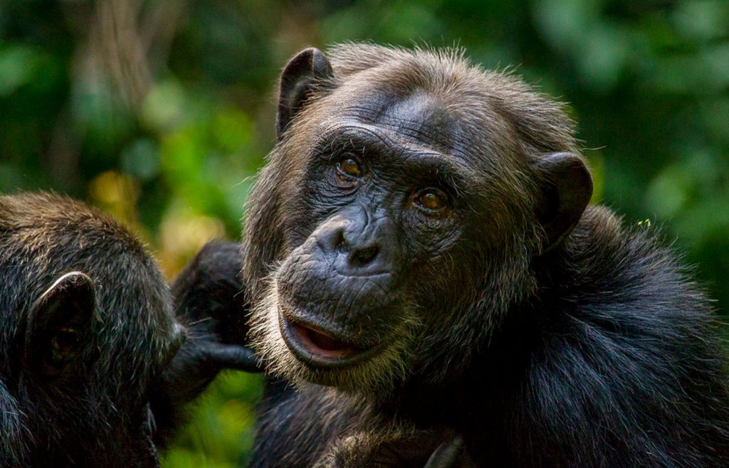 6-days-chimpanzee-gorilla-habituation