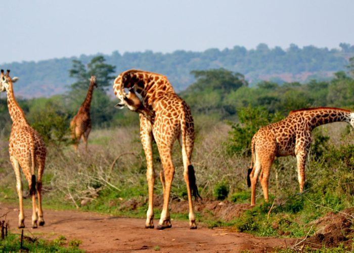 7-days-best-of-rwanda-safari