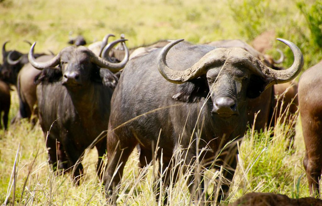 7-days-kidepo-valley-murchison-falls-safari