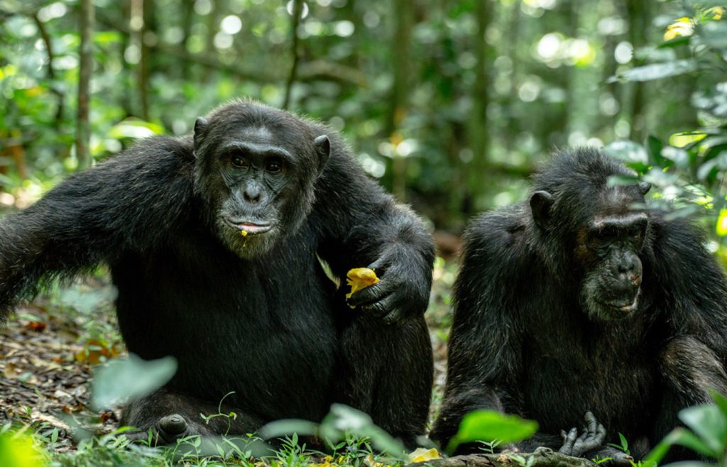 best-places-to-see-chimpanzees-in-uganda