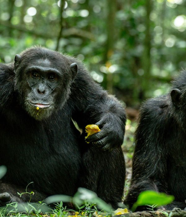 best-places-to-see-chimpanzees-in-uganda