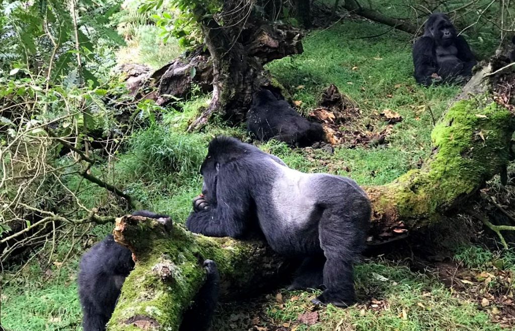 gorilla-trekking-sectors-in-bwindi-impenetrable-national-park
