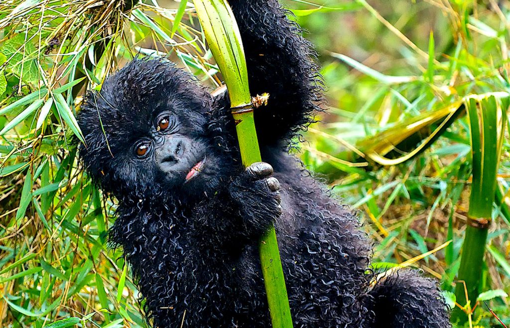 visit-rwanda-with-primal-pathways-safaris